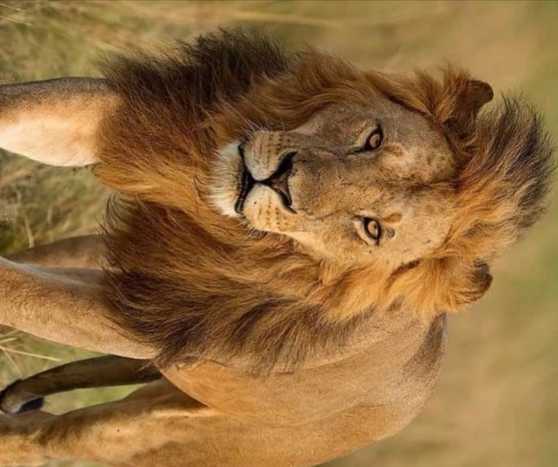 Maasai Mara